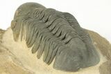 Detailed Reedops Trilobite - Nice Eye Preservation #204080-3